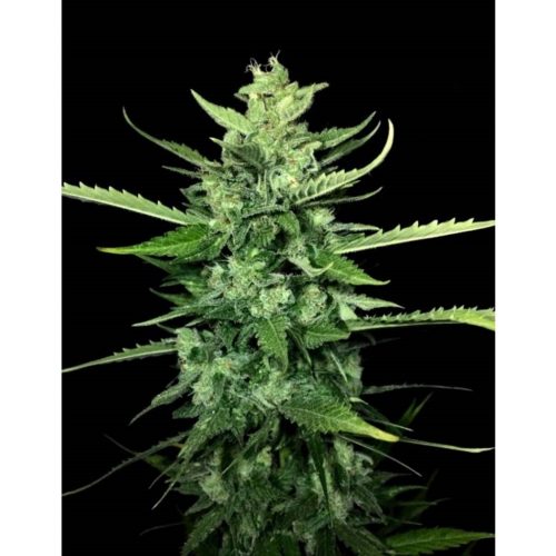 Paradise Seeds Auto Kong 4