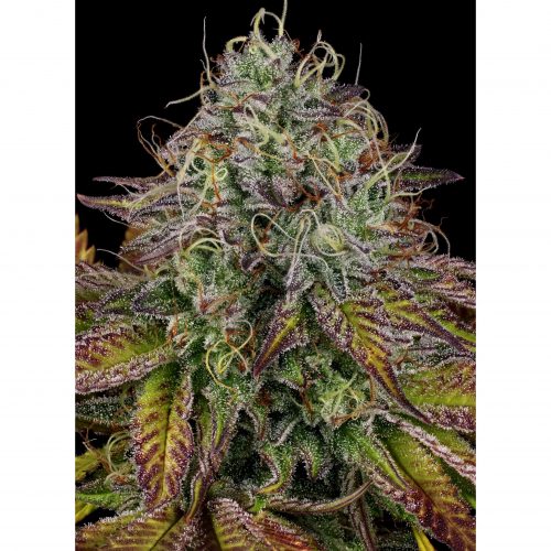 Paradise Seeds Apricot Candy