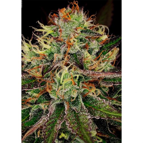 Paradise Seeds Chocolate Wafflez Fem