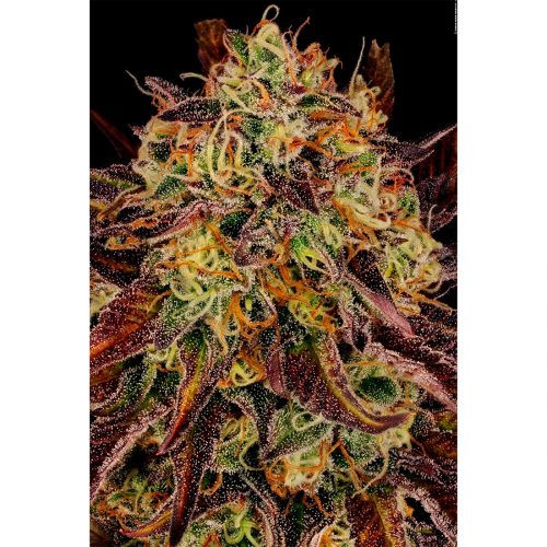 Paradise Seeds Tangerine Sorbet Fem