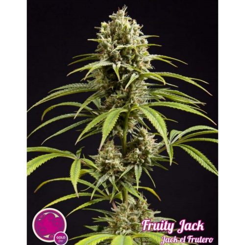 Philosopher Seeds Jack El Frutero Fem.