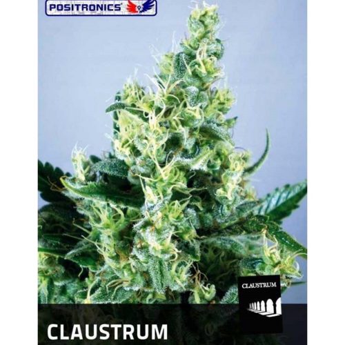 Positronics Claustrum Fem
