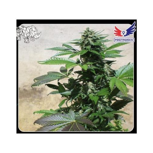 Positronics Blue Rhino Fem