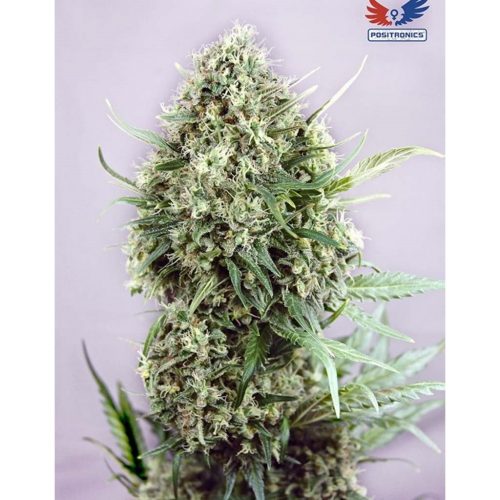 Positronics Jack Diesel Fem