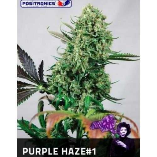 Positronics Purple Haze Fem