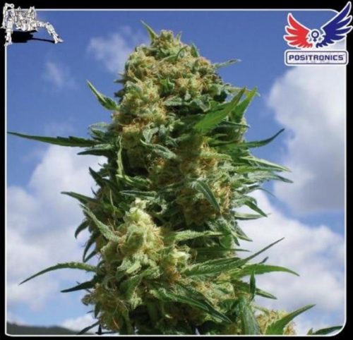 Positronics Black Widow Fem