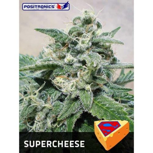 Positronics Supercheese Fem