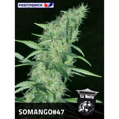 Positronics Somango 47 Fem