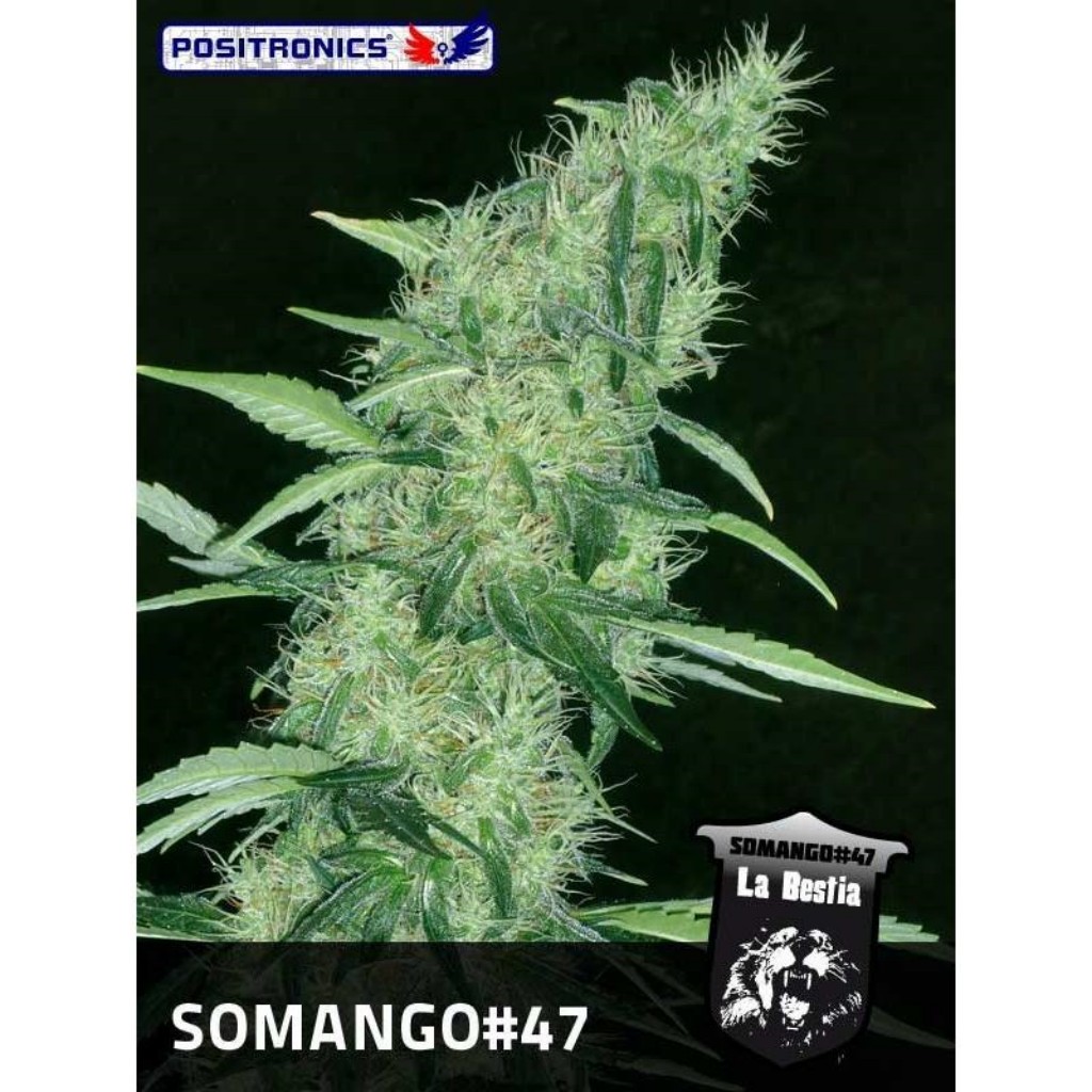 Positronics Somango 47 Fem