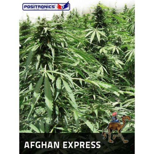 Positronics Afghan Express