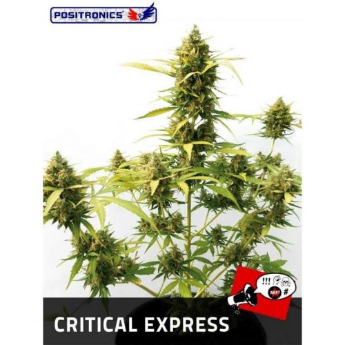 Positronics Critical Express