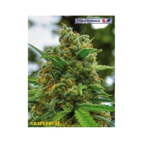 Positronics Grapefruit Fem