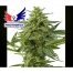 Positronics Northern Haze Express 5Und