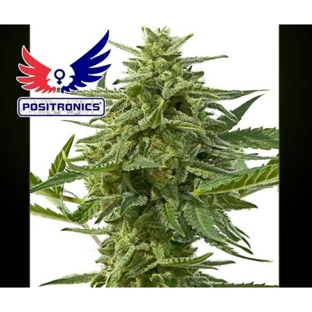 Positronics Northern Haze Express 5Und