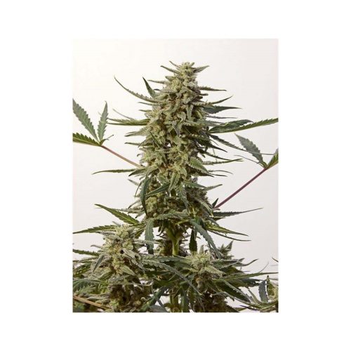 Positronics Critical47 Express 5Und