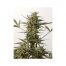 Positronics Critical47 Express 5Und
