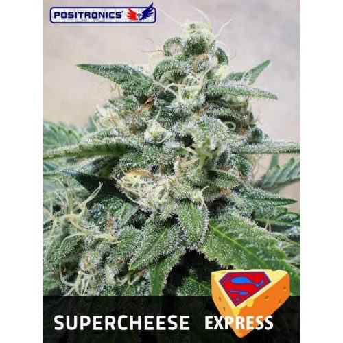 Positronics Supercheese Express 5Und