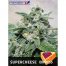 Positronics Supercheese Express 5Und