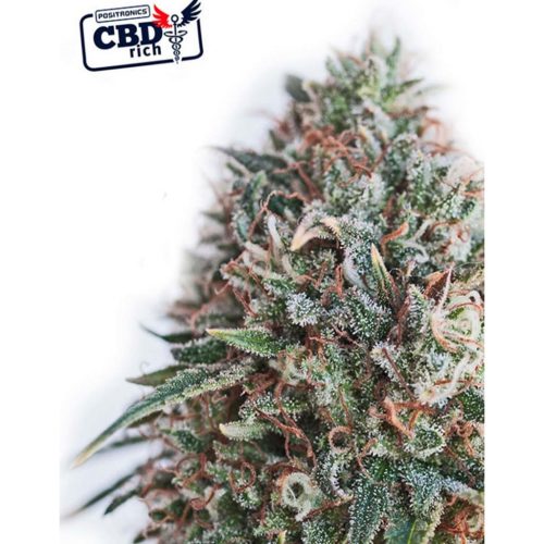 Positronics Critical 47 CBD Fem