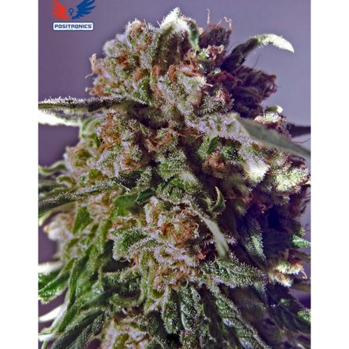 Positronics Black Widow CBD Fem