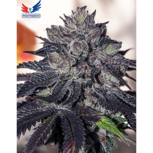 Positronics Gordo Master Kush 6Und Fem.