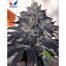 Positronics Gordo Master Kush 6Und Fem.