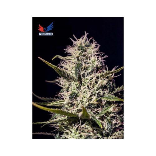Positronics One Love Haze Fem.