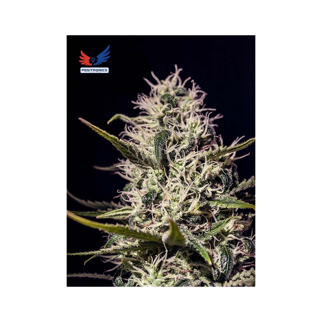 Positronics One Love Haze Fem.