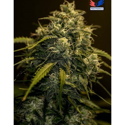 Positronics Jack Diesel CBD Fem