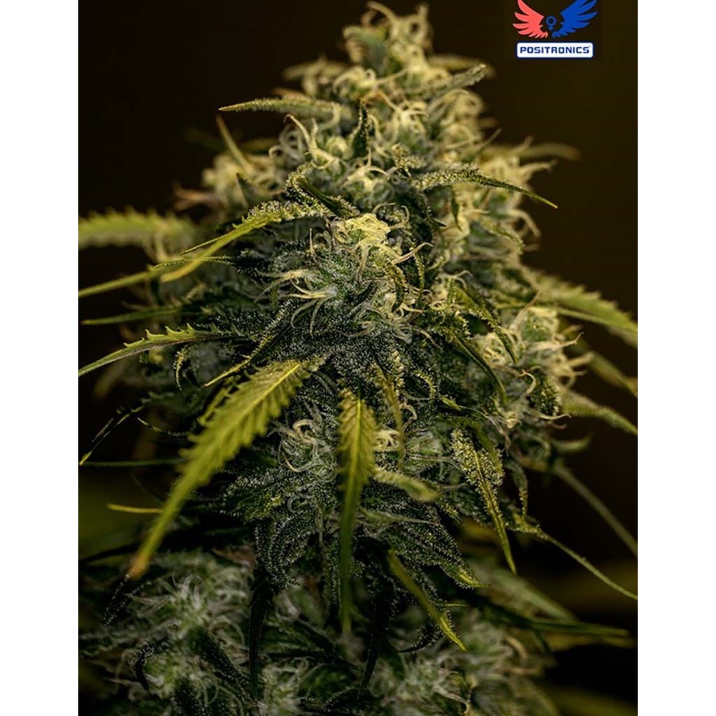Positronics Jack Diesel CBD Fem