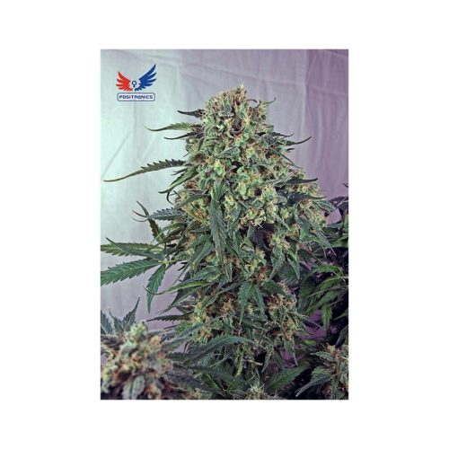 Positronics Caramelice CBD Fem