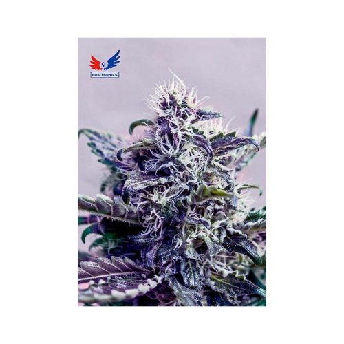 Positronics Kush Express 5Und