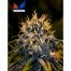 Positronics Chizpa 6Und Fem.