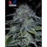 Positronics Mystic Cookie 5Und Fem