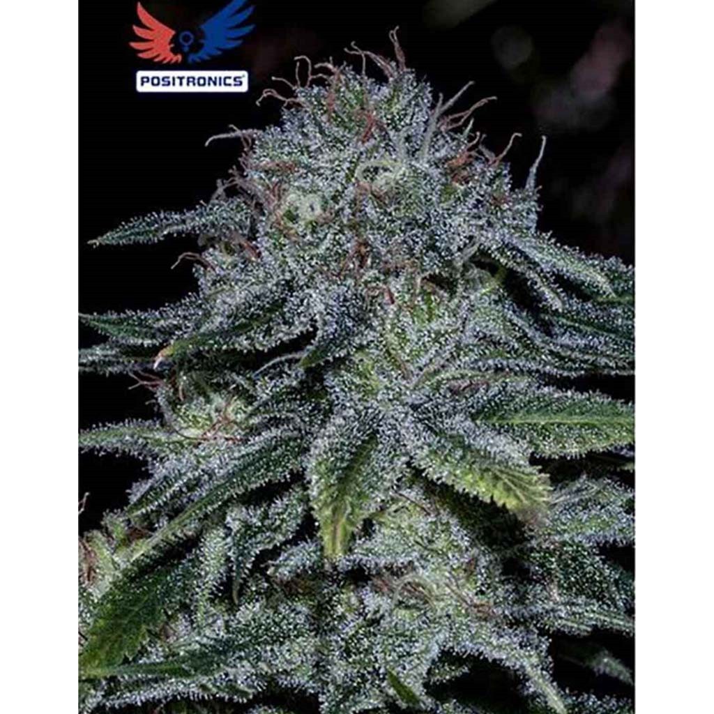 Positronics Mystic Cookie 5Und Fem