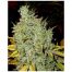 Positronics Sticky Dream 5Und Fem