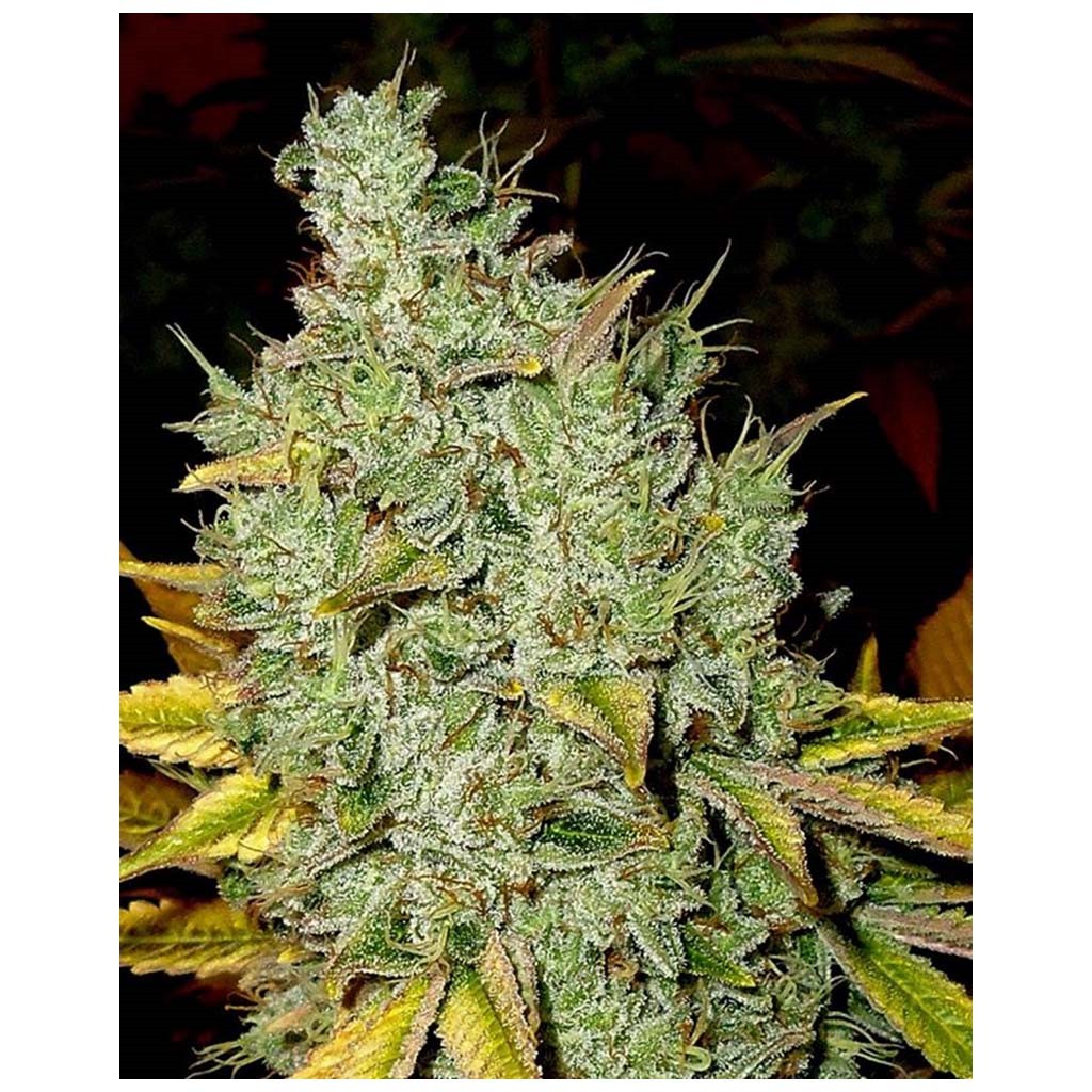 Positronics Sticky Dream 5Und Fem