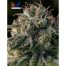 Positronics Crazy Lazy 5Und Fem