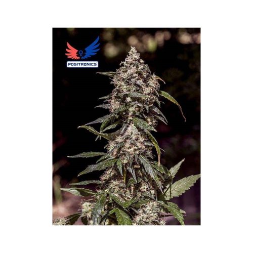 Positronics CBD+ 1:20 5Und Fem