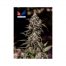 Positronics CBD+ 1:20 5Und Fem