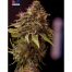 Positronics CBD+ Caramelice Express 5Und