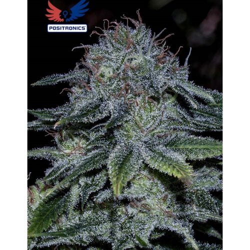 Positronics Mystic Cookie Express 5Und
