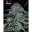 Positronics Mystic Cookie Express 5Und