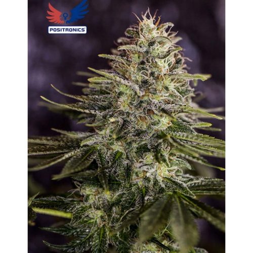 Positronics Sticky Dream Express 5Und