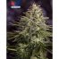 Positronics Sticky Dream Express 5Und