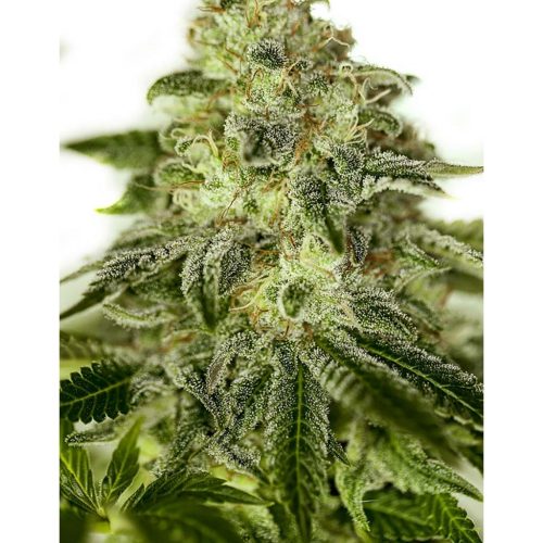 Positronics Glory OG 5Und Fem