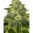 Positronics Glory OG 5Und Fem