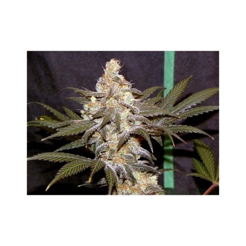 Professiol Seeds Pure Power Plant Fem.