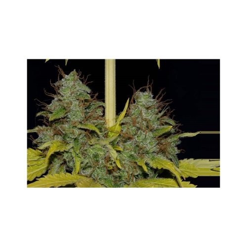 Professiol Seeds Widow Fem.