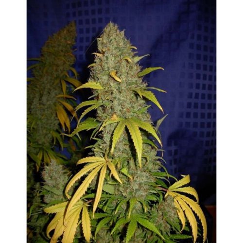 Professiol Seeds Critical Widow Fem.